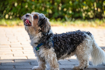 The Sporting Lucas Terrier is a small terrier type dog breed. Walking in the park with your pet....