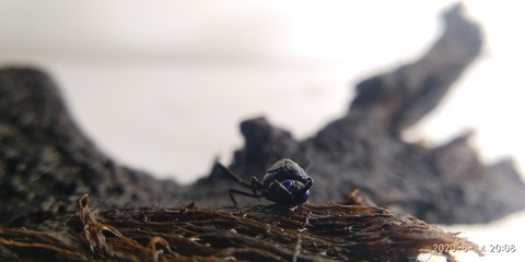 ants on the ground