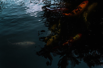 Koi fish
