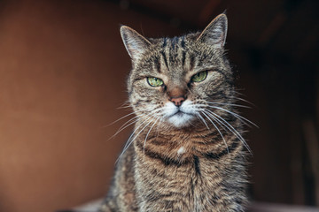 Funny portrait arrogant short-haired domestic tabby cat relaxing at home. Little kitten lovely...