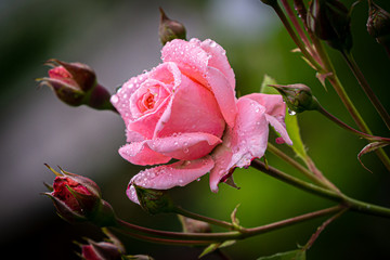 Beautiful pink rose with buds in raindrops