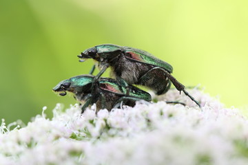 Rosenkäfer