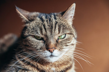 Funny portrait arrogant short-haired domestic tabby cat posing on dark brown background. Little...