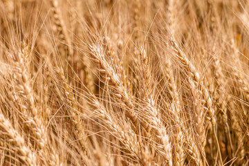 Golden ripe cereal, background, close-up