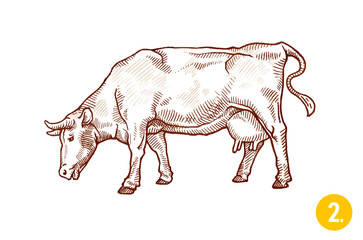 Cow in graphic style from hand drawing image.