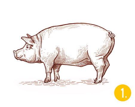 Illustration of pig in graphic style, hand drawing illustration. 