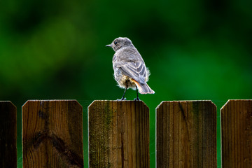 Vendée, France: a redstart (phoenicurus) on a palisade on a green background.