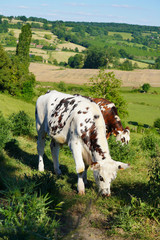 Animal ferme vache 412