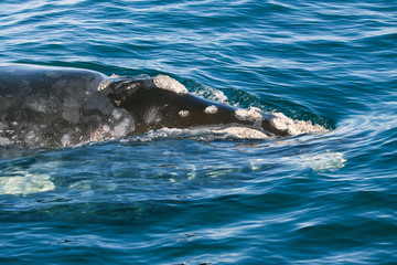 Obraz premium Southern right whale passing very near the camera so only a detail of the head is visible; the callosities (rough calcified skin patches) on the head, characterising right whales, are clairly visible