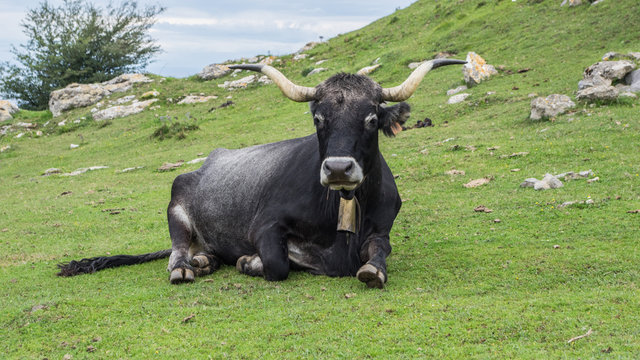 Vaca Tudanca, ejemplar de raza tradicional espa&ntilde;ola de ganado bovino de Cantabria.