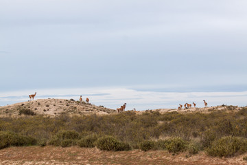 Guanacos on the Argentinian pampa, at Peninsula Valdes