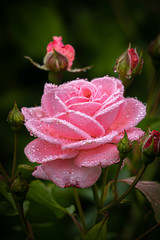 Flowers and buds of a beautiful rose with raindrops