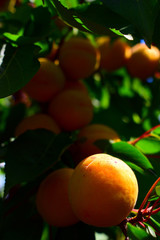 
juicy beautiful apricot on a branch with green leaves close-up
