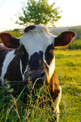 Animal ferme vache 426