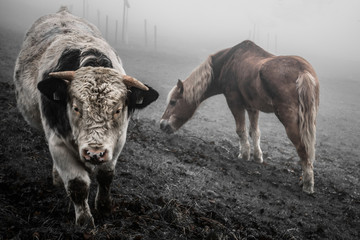 bull and horse