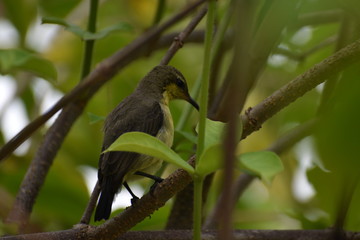bird on a branch