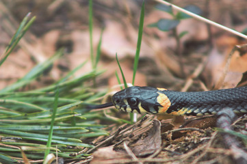 Black orange snake in the forest close up. Snakes tongue. Dangerous snake.
