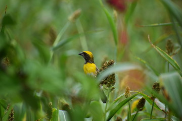 yellow bird in a farm