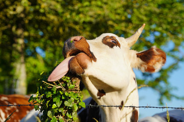 Animal ferme vache 430