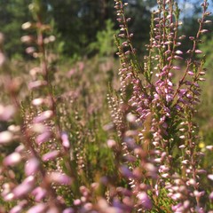 pink flowers in the forest