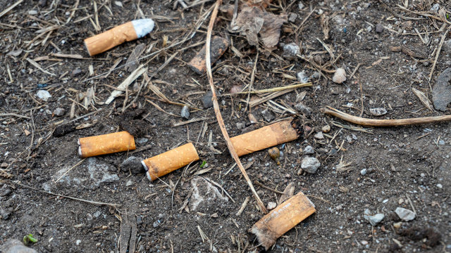 colillas de cigarro tiradas en el suelo, guarros, cerdos sucio