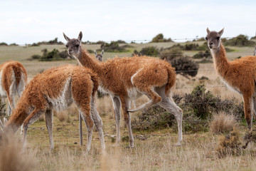 Guanacos, or wild lama's, on the Argentinian pampa, at Peninsula Valdes