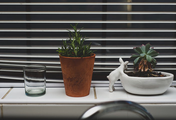 plant in a pot on a windowsill 
