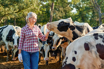 Farmer woman on cow farm around herd