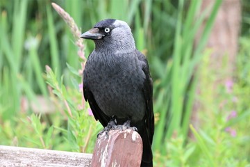 A view of a Jackdaw