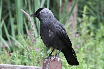 A view of a Jackdaw