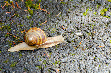 Close-up of a brown snail crawling on a road.