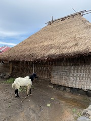 Chèvre devant une maison traditionnelle, village à Lombok, Indonésie