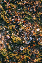texture seashore sand shells and algae