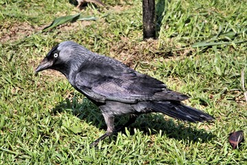 A view of a Jackdaw