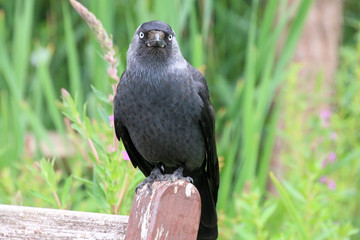 A view of a Jackdaw