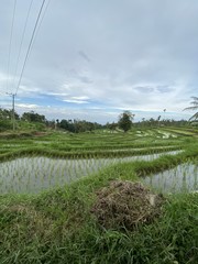 Rizière en terrasse à Lombok, Indonésie