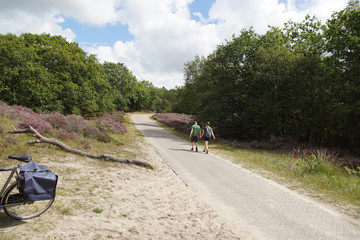 Obraz premium Dune landscape. Bike path with hikers in the Dutch dunes in North Holland near the tourist village of Bergen. Summer with flowering heather (Calluna vulgaris). August