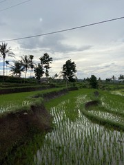 Rizière à Lombok, Indonésie