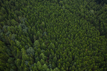 Skole Beskids National Nature Park. Closeup view from drone on forest, mountain. Wallpaper,...