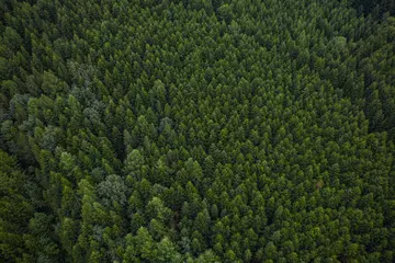  Skole Beskids National Nature Park. Closeup view from drone on forest, mountain. Wallpaper, texture, background © Ruslan
