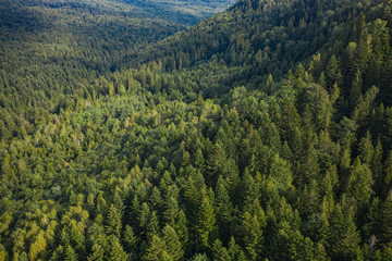 Obraz premium Skole Beskids National Nature Park. View from drone on forest, mountain