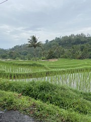 Fototapeta na wymiar Rizière à Lombok, Indonésie