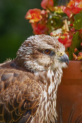 Saker falcon (Falco cherrug)