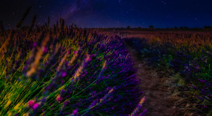 Lavanda nocturna
