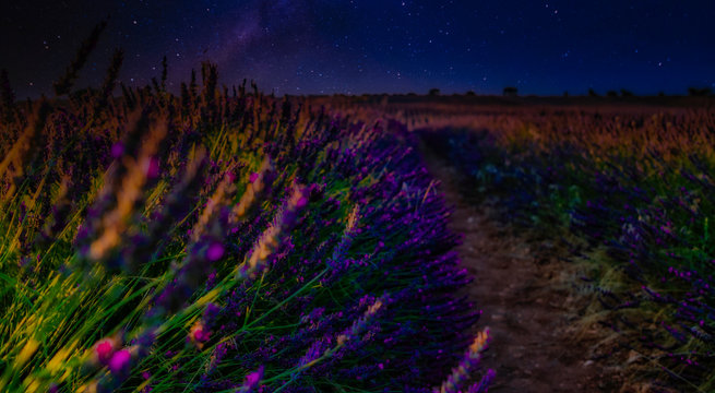 Lavanda nocturna