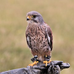 A Kestrel in a tree