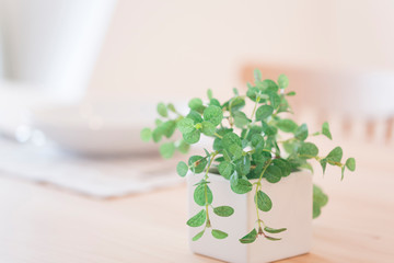 観葉植物