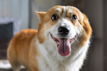 Portrait of a corgi dog.
