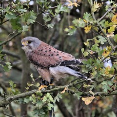 A view of a Kestrel in a tree