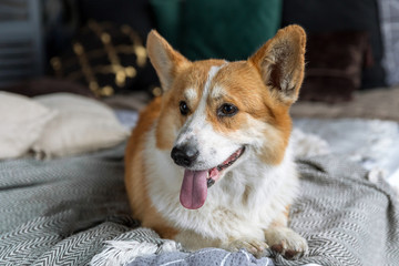 Portrait of a corgi dog.